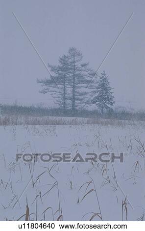 Stock Image - Trees In Snowy Grassland. Fotosearch