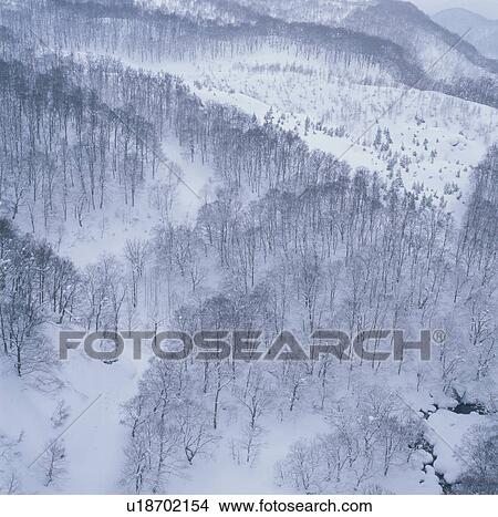 Picture - Winter Forest. Fotosearch