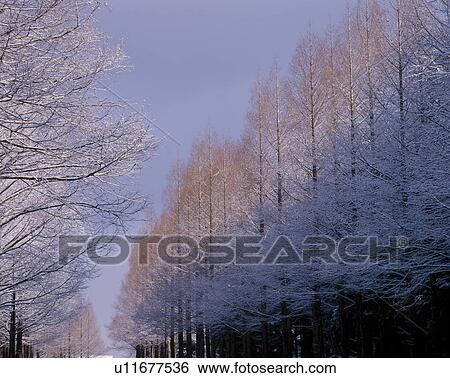 Winter Trees View Large Photo Image Stock Photograph - Winter Trees. Fotosearch