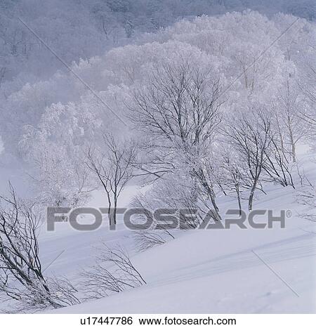 Winter Trees View Large Photo Image Stock Photograph - Winter Trees. Fotosearch