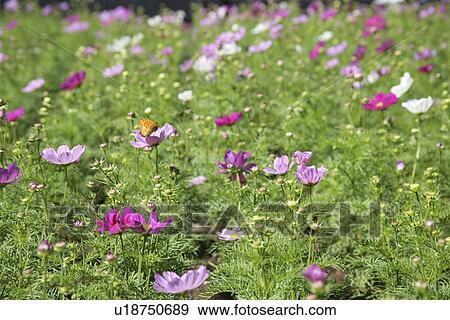 Stock Photo - A Cosmos Field And A Butterfly. Fotosearch