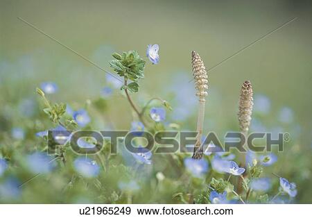 Stock Photo - A Field Horsetail And A Flower. Fotosearch