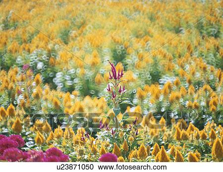 Stock Image - A Flower And A Dragonfly. Fotosearch