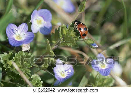 A Ladybug And Flower View Large Photo Image Stock Image - A Ladybug And Flower. Fotosearch