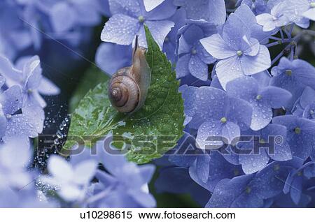 Stock Photography - A Land Snail And A Hydrangea. Fotosearch