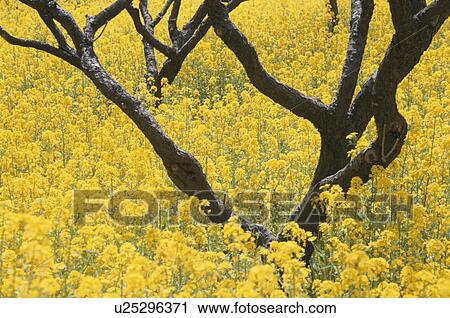 Stock Image - A Rape-Blossoms Field. Fotosearch