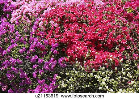Azalea View Large Photo Image Stock Photo - Azalea. Fotosearch