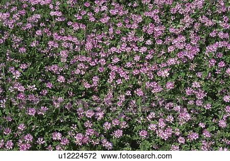 Stock Image - Chinese Milk Vetch. Fotosearch
