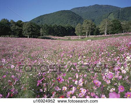 Cosmos Field View Large Photo Image Stock Image - Cosmos Field. Fotosearch