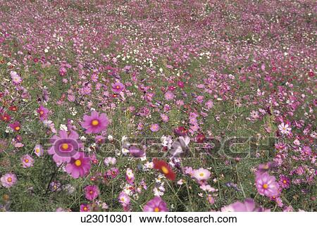 Stock Image - Cosmos Field. Fotosearch