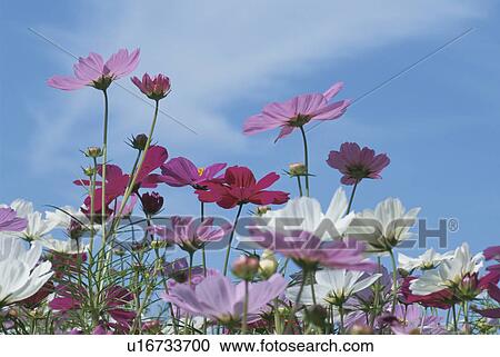 Stock Image - Cosmos. Fotosearch