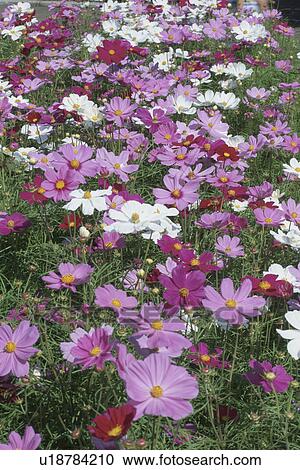Stock Image - Cosmos. Fotosearch