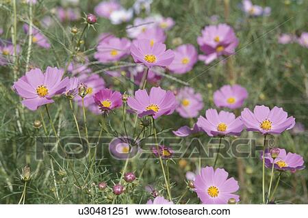 Cosmos View Large Photo Image Stock Image - Cosmos. Fotosearch