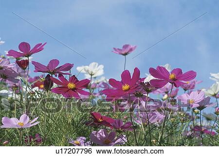 Cosmos View Large Photo Image Stock Photograph - Cosmos. Fotosearch