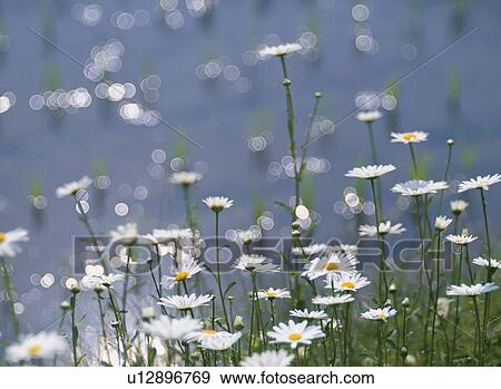 Daisy On The Waterside View Large Photo Image Stock Photo - Daisy On The Waterside. Fotosearch