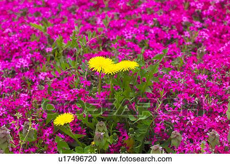 Dandelion View Large Photo Image Stock Image - Dandelion. Fotosearch