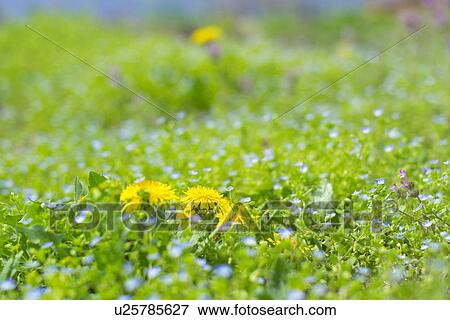 Dandelion View Large Photo Image Stock Photo - Dandelion. Fotosearch
