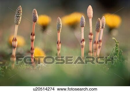 Field Horsetails View Large Photo Image Picture - Field Horsetails. Fotosearch