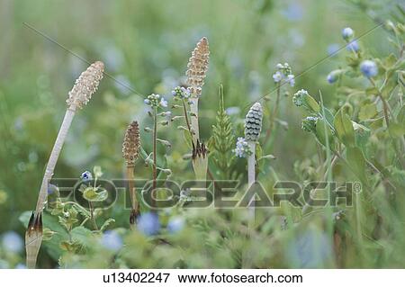 Stock Photo - Field Horsetails. Fotosearch