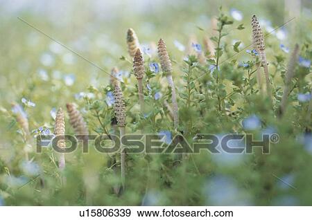 Stock Photo - Field Horsetails. Fotosearch