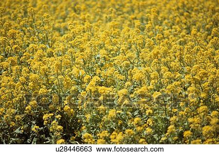 Stock Image - Field Of Mustard. Fotosearch