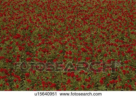 Stock Image - Field Of Red Flowers. Fotosearch