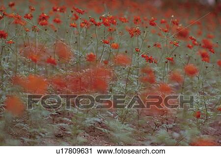 Field Of Red Flowers View Large Photo Image Stock Image - Field Of Red Flowers. Fotosearch