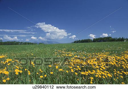 Field With Dandelions View Large Photo Image Stock Image - Field With Dandelions. Fotosearch