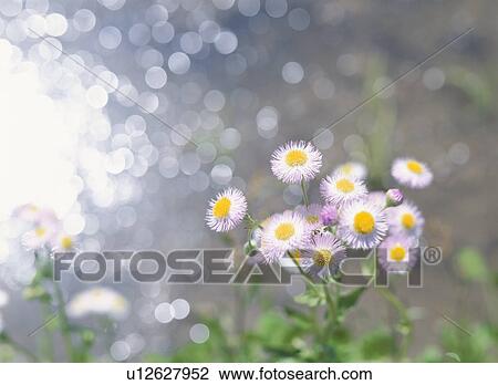 Flower On The Waterside View Large Photo Image Stock Image - Flower On The Waterside. Fotosearch