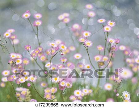 Stock Photography - Flower On The Waterside. Fotosearch