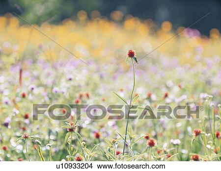 Flower View Large Photo Image Picture - Flower. Fotosearch
