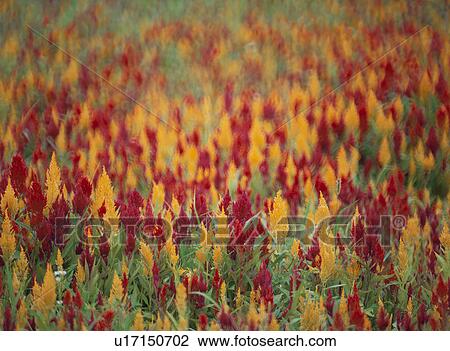 Stock Image - Flower. Fotosearch