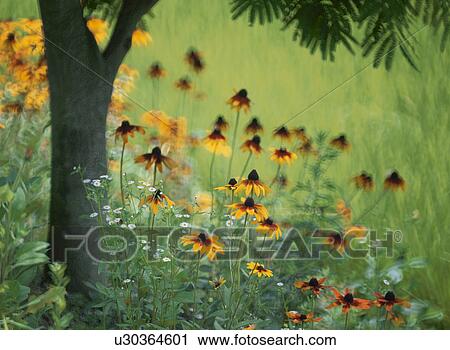 Stock Image - Flower. Fotosearch