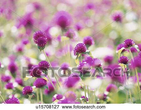 Stock Photo - Flower. Fotosearch