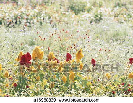 Stock Photo - Flower. Fotosearch