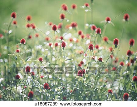 Stock Photo - Flower. Fotosearch