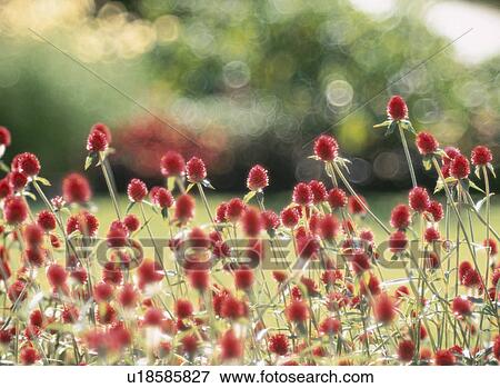 Stock Photo - Flower. Fotosearch