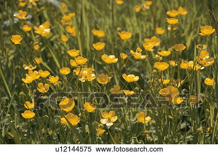 Stock Photography - Flower. Fotosearch