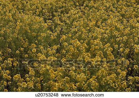 Flowering Mustard Plants View Large Photo Image Stock Photo - Flowering Mustard Plants. Fotosearch