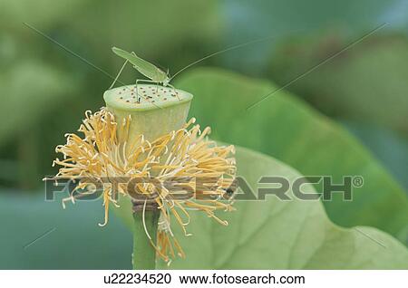 Stock Image - Insect And A Lotus. Fotosearch