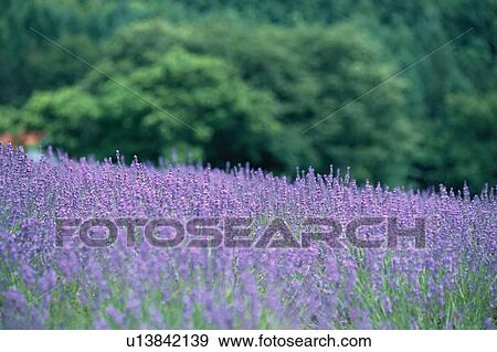 Stock Photo - Lavender Field In Kamifurano. Fotosearch
