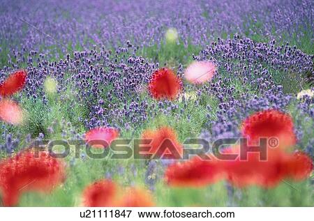 Lavender Field With Poppies View Large Photo Image Stock Photo - Lavender Field With Poppies. Fotosearch