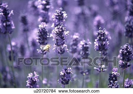 Picture - Lavender. Fotosearch