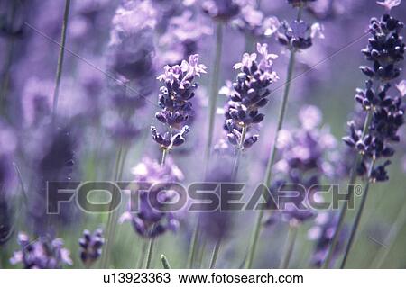 Stock Image - Lavender. Fotosearch