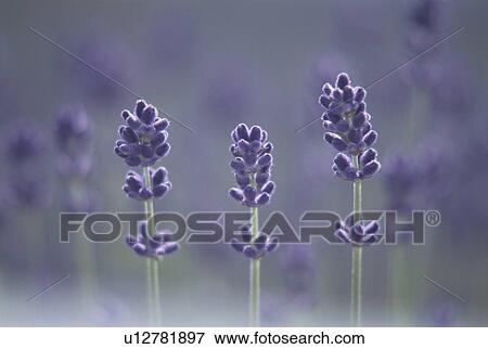 Stock Photo - Lavender. Fotosearch