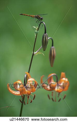Stock Image - Lily And A Dragonfly. Fotosearch