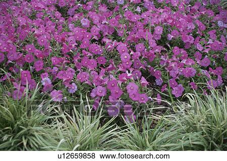 Petunia View Large Photo Image Stock Photo - Petunia. Fotosearch