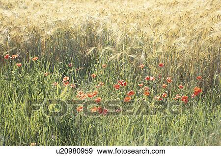 Poppies In Field View Large Photo Image Stock Photo - Poppies In Field. Fotosearch