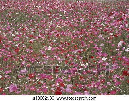 Poppy Field View Large Photo Image Stock Photograph - Poppy Field. Fotosearch