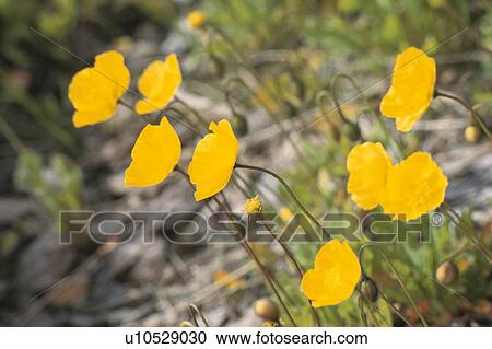 Poppy View Large Photo Image Stock Image - Poppy. Fotosearch